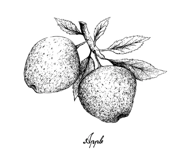 Dibujado a mano de frutas de manzana sobre fondo blanco — Vector de stock