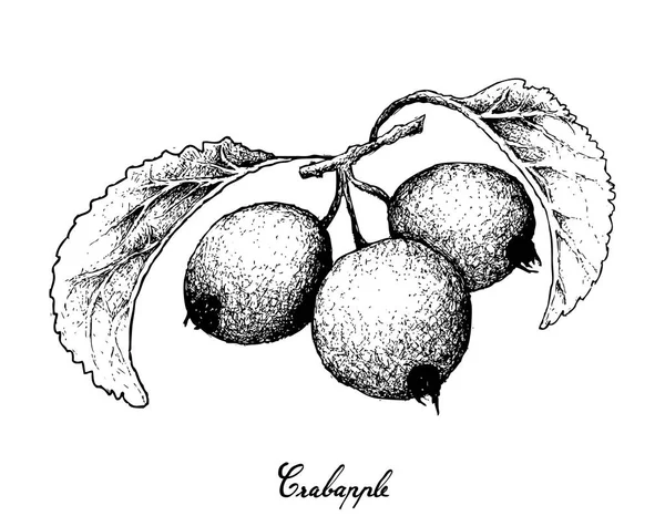 Elle Crabapple meyvelerini beyaz arka plan üzerinde çizilmiş