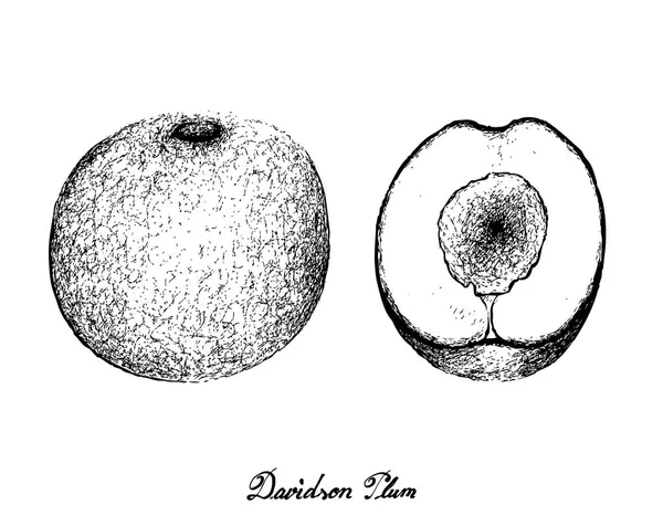 Dibujado a mano de ciruelas Davidson sobre fondo blanco — Archivo Imágenes Vectoriales