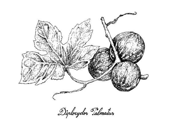 Diplocyclos Palmatus 과일의 흰색 바탕에 그려진 손 — 스톡 벡터