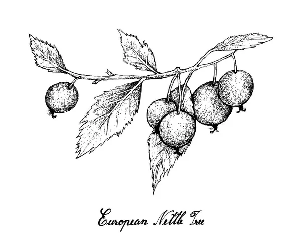 Kézzel rajzolt európai csalán fa gyümölcs, fehér háttér — Stock Vector