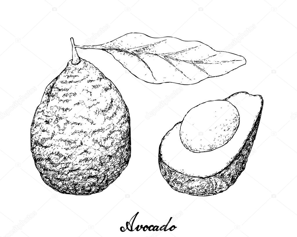 Hand Drawn of Green Avocados on White Background