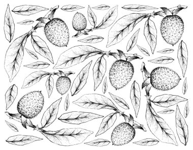 Diospyros Rhombifolia meyve çizilmiş arka plan el