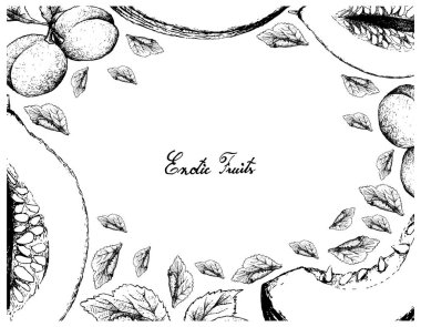 El çizilen çerçeve olarak kavun ve Avrupa Erik meyve