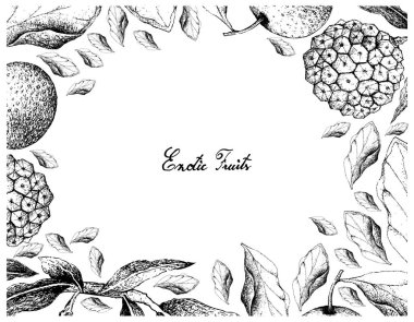 Hand Drawn Frame of Chinese Pear and Pindaiva Fruits clipart