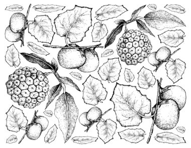 Cubiu Cocona ve Pindaiva meyve çizilmiş arka plan el