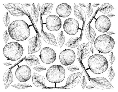 Taze Apricote meyve çizilmiş arka plan el