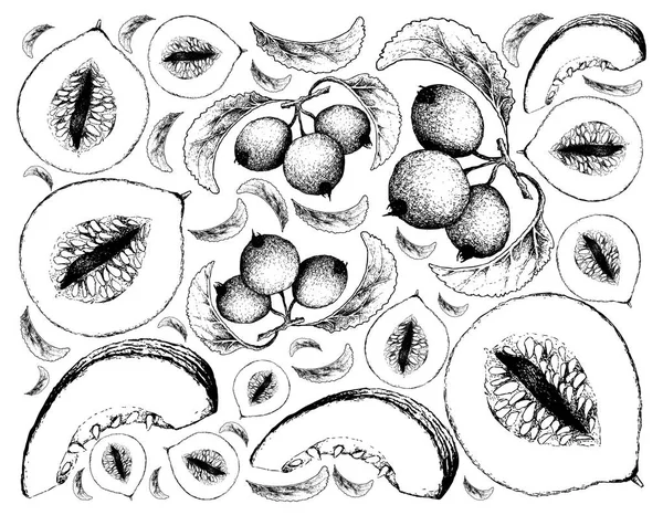 Fondo dibujado a mano de melón de Casaba y frutas de cangrejo — Archivo Imágenes Vectoriales