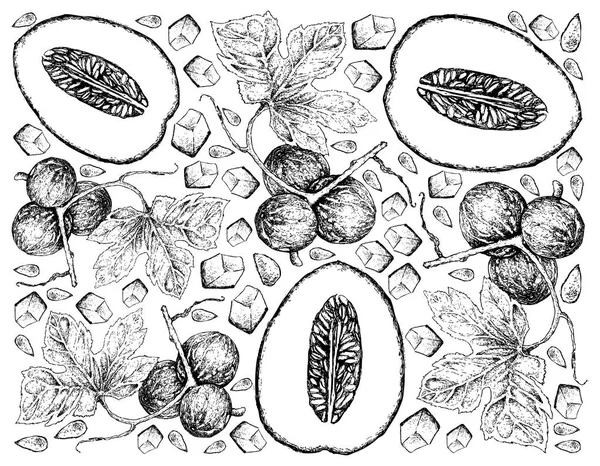 Fundo desenhado à mão de melão de mel e Diplocyclos Palmatus Frutas —  Vetores de Stock