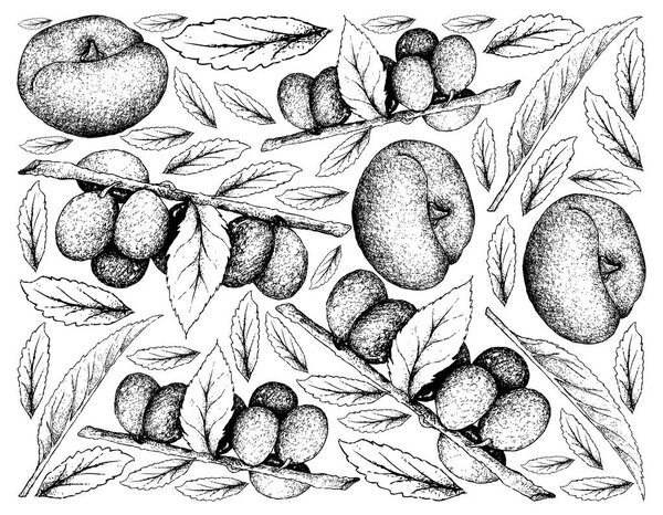 Hand Drawn Background of Damson Plum and Angel Peach