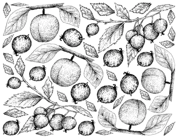 손으로 그린 Apricote와 유럽 쐐기 풀 나무 과일의 배경 — 스톡 벡터