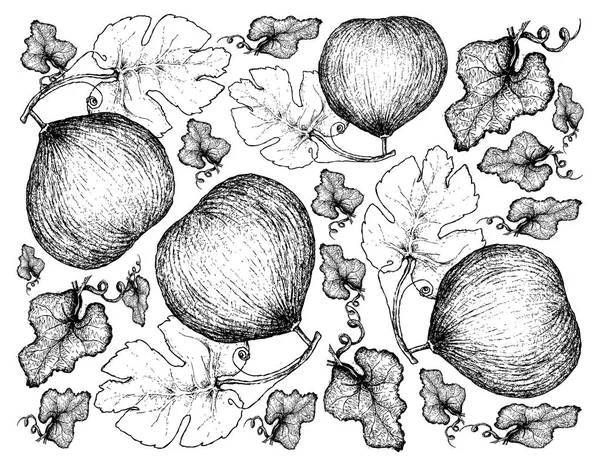 Hand Drawn Background of Casaba Melon Fruits — Stock Vector