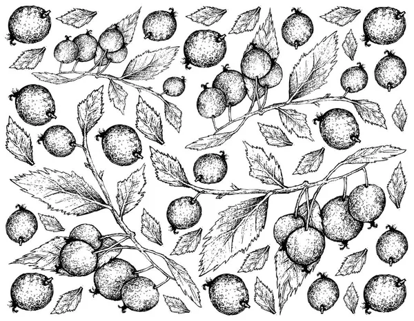 Fondo dibujado a mano de frutos de ortiga europeos — Archivo Imágenes Vectoriales