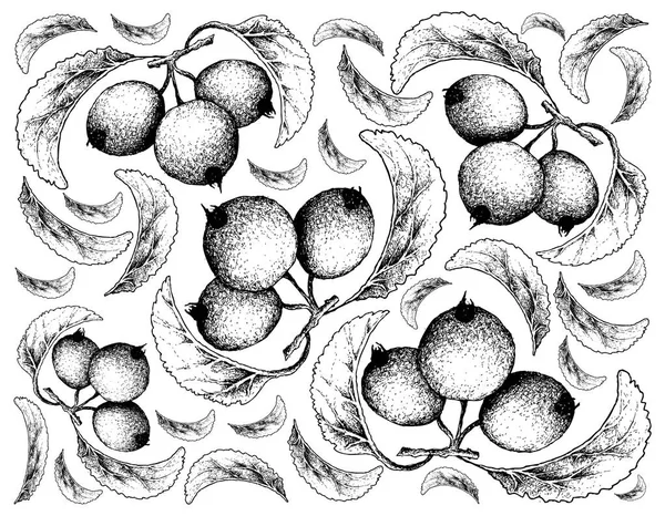 Dibujado a mano de frutas de cangrejo sobre fondo blanco — Archivo Imágenes Vectoriales
