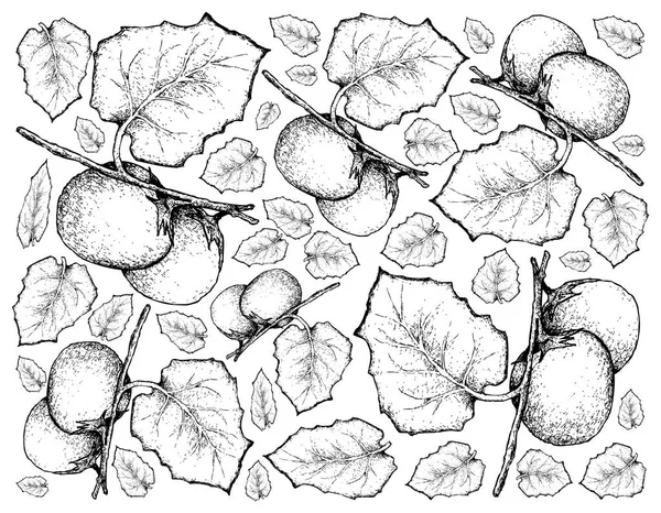 Ручной рисунок фона Cubiu Cocona Fruits — стоковый вектор