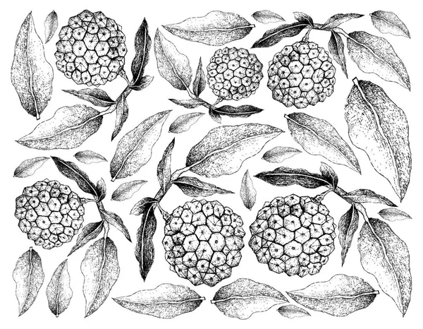 Dessiné à la main de fruits Pindaiva sur fond blanc — Image vectorielle