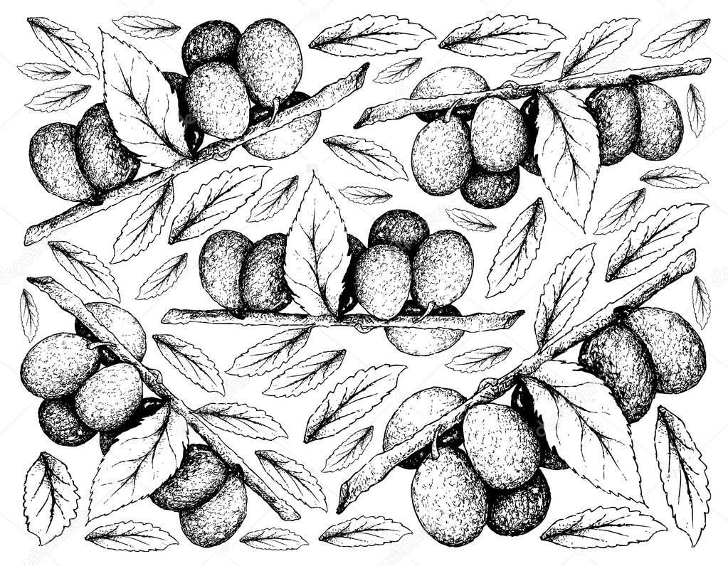 Hand Drawn Background of Damson Plum Fruits
