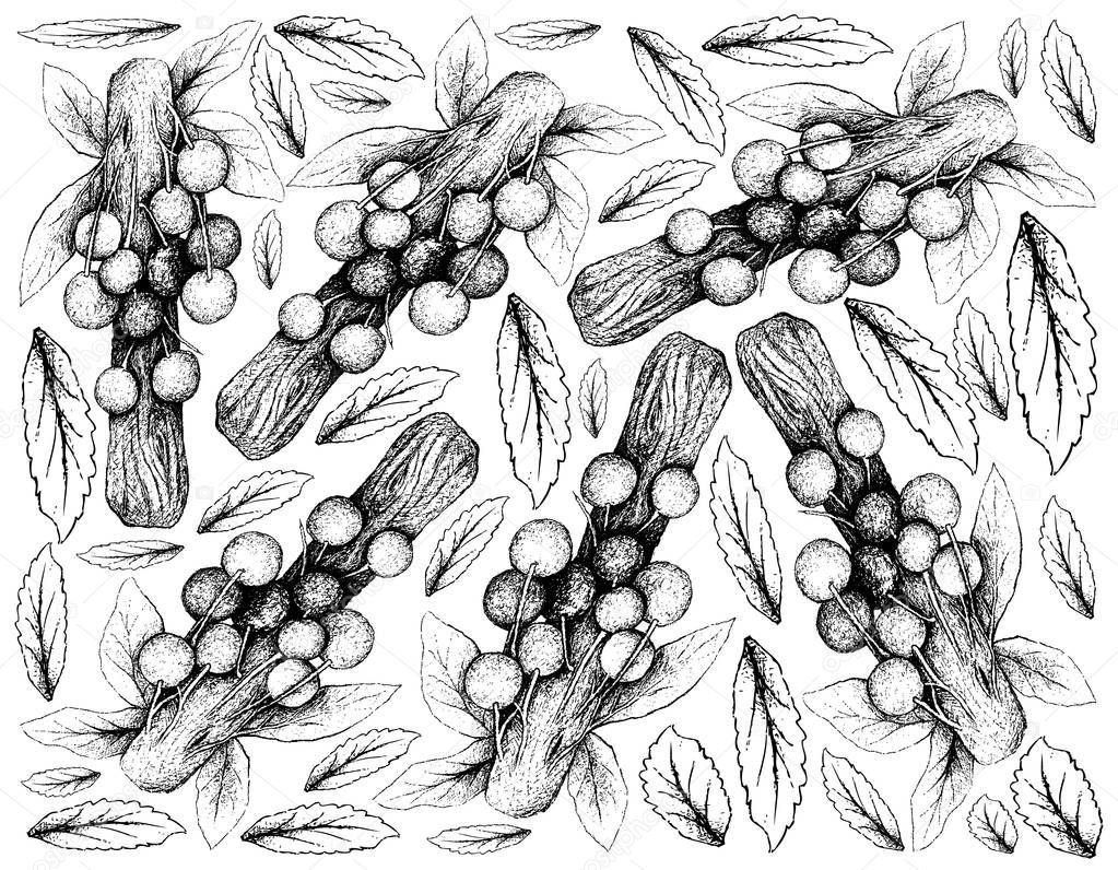 Hand Drawn Background of Davidson Plum Fruits