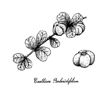 El Canthium Berberidifolium Frutis beyaz zemin üzerine çekilmiş