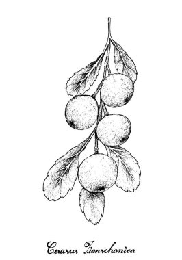 Elle cerasus Tianschanica meyvelerini beyaz arka plan üzerinde çizilmiş