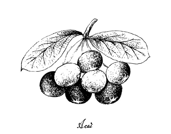 Mano dibujada de bayas de Acai sobre fondo blanco — Vector de stock