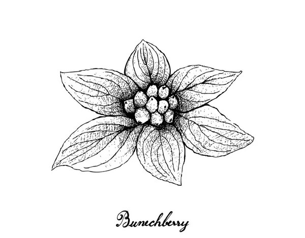 Dibujado a mano de Bunchberry sobre fondo blanco — Archivo Imágenes Vectoriales