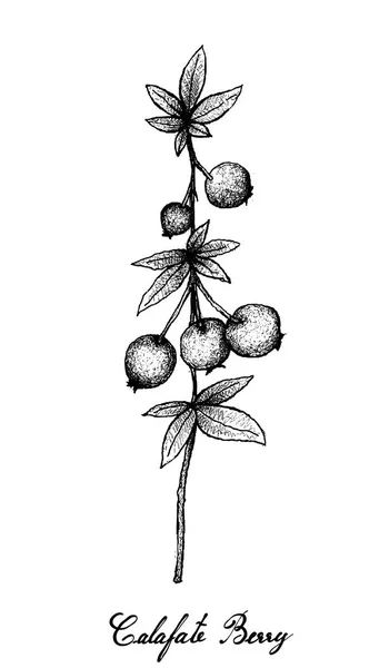 Desen de mână de Berry Calafate pe fundal alb — Vector de stoc
