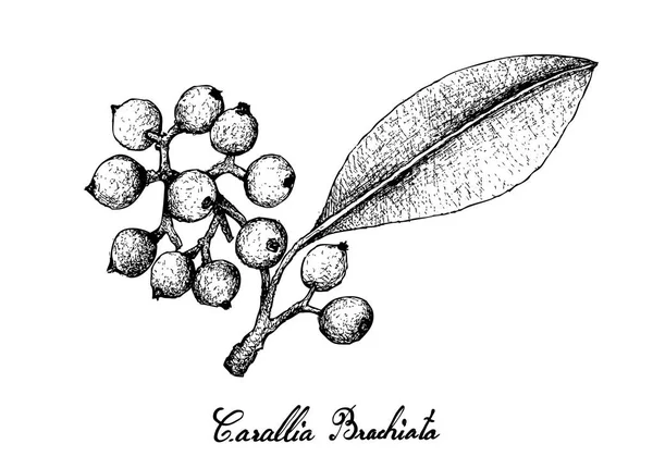 Carallia Brachiata 果実の白い背景に描かれた手 — ストックベクタ