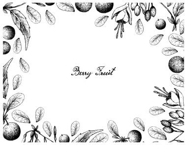 Bataklık Bilberries, elle çizilmiş ve Brinco de Princesa Frutis