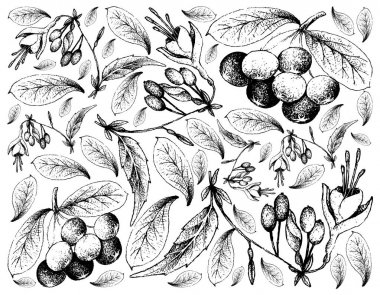 Hand Drawn of Acai Berries and Brinco de Princesa Frutis clipart