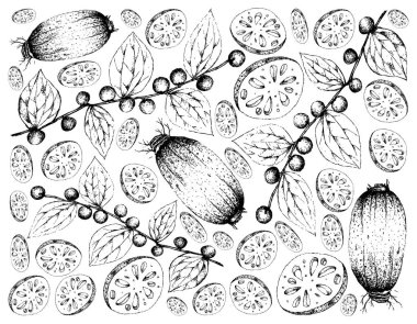 Lotus Root ve çakal hünnap meyve çizilmiş arka plan el