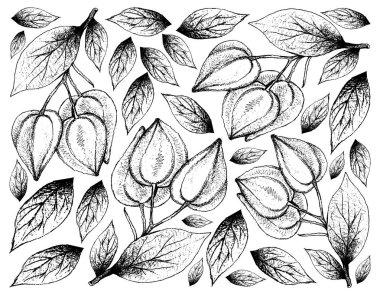 Belimbing Merah meyve çizilmiş arka plan el