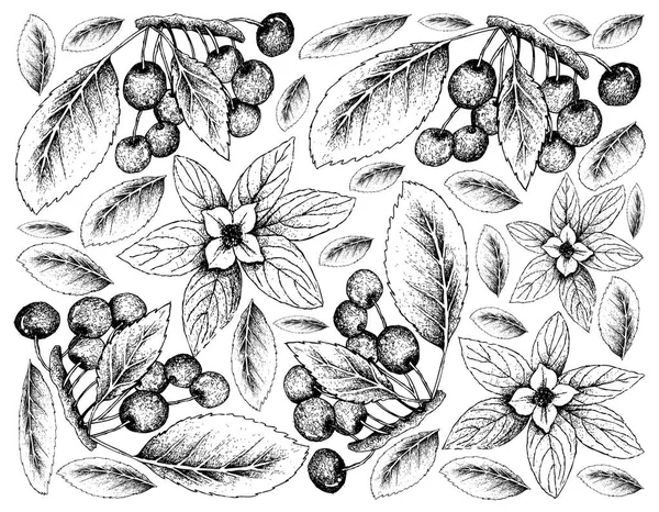 Hand Drawn Background of Bunchberries and Cherries — Stock Vector