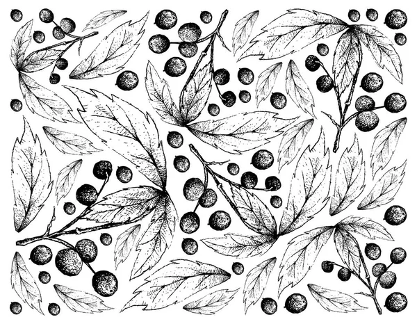 Fond dessiné à la main d'Allophylus Edulis Fruits — Image vectorielle