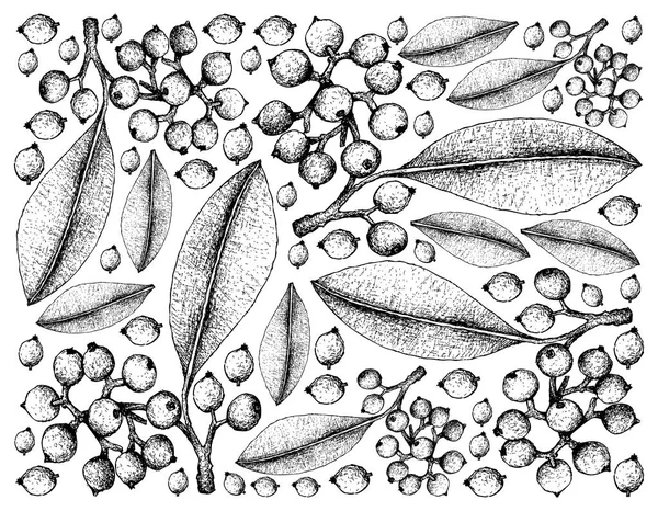 Handgezeichneter Hintergrund von carallia brachiata Früchten — Stockvektor