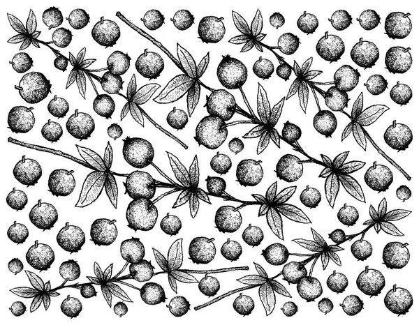 Fondo dibujado a mano de bayas frescas de calafate — Archivo Imágenes Vectoriales