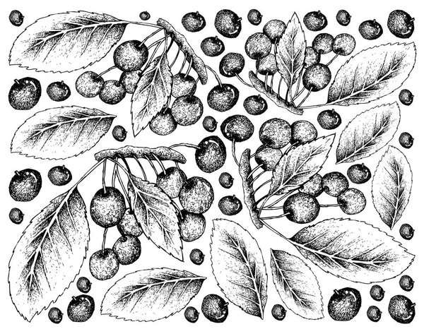 Fond dessiné à la main de cerises rouges fraîches — Image vectorielle