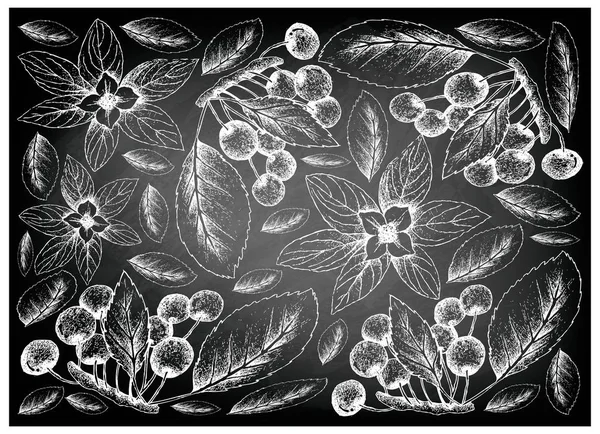 Bunchberries y cerezas dibujadas a mano en pizarra — Archivo Imágenes Vectoriales