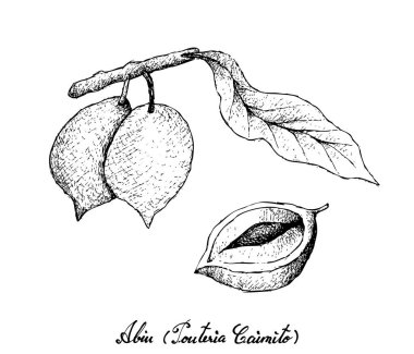 Elle Abiu meyvelerini beyaz arka plan üzerinde çizilmiş