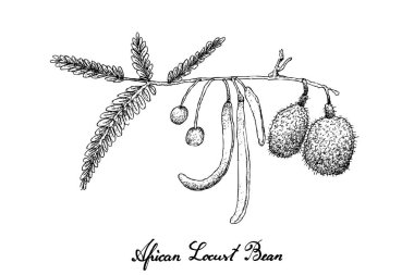 Elle Afrika Locust Bean beyaz arka plan üzerinde çizilmiş