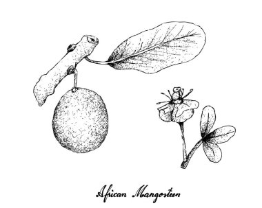 Elle Afrika Mangosteen beyaz arka plan üzerinde çizilmiş