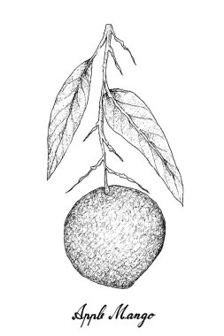 Elle Apple Mango beyaz arka plan üzerinde çizilmiş