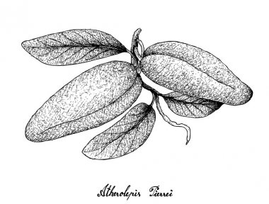 Elle çizilmiş taze Atherolepis Pierrei meyve