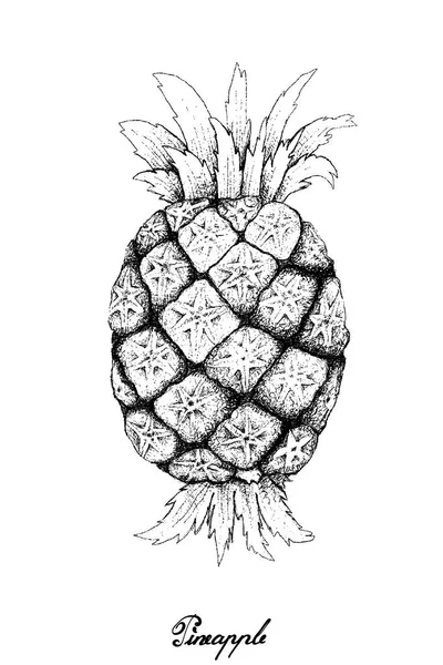 Tangan Gambar Segar Organik Pineapple Manis - Stok Vektor