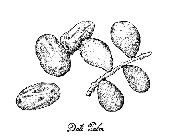 Gambar Tangan Buah Tanggal di Latar Belakang Putih - Stok Vektor