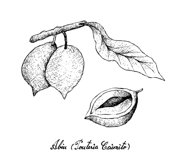 Hand gezeichnet von Abiu-Früchten auf weißem Hintergrund — Stockvektor