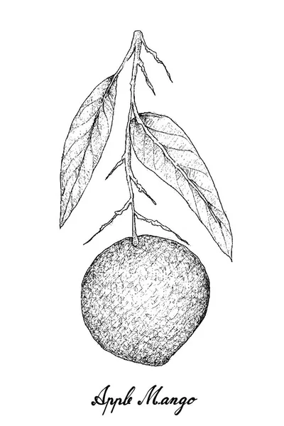 Dibujado a mano de mango de manzana sobre fondo blanco — Vector de stock