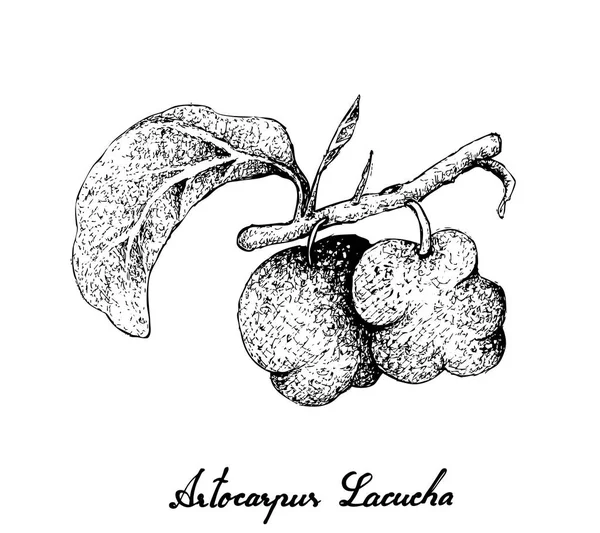 Dibujado a mano de frutas frescas de Artocarpus Lacucha — Vector de stock