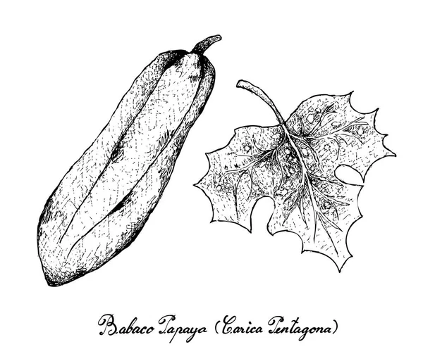 Dibujado a mano de Babaco Papaya sobre fondo blanco — Vector de stock