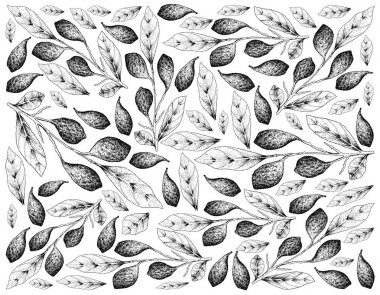 El taze Chebulic Myrobalans arka plan bir dalda çekilmiş.